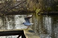 A seagull a wooden railing