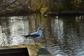 A seagull a wooden railing Royalty Free Stock Photo