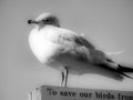 Seagull on wooden sign