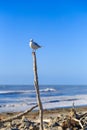 Seagull on wooden stick