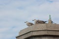 Seagull (Gull), Adriatic Sea Royalty Free Stock Photo