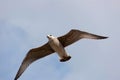 Seagull (Gull), Adriatic Sea Royalty Free Stock Photo