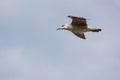 Seagull (Gull), Adriatic Sea Royalty Free Stock Photo