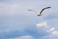 Seagull (Gull), Adriatic Sea Royalty Free Stock Photo