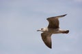 Seagull (Gull), Adriatic Sea Royalty Free Stock Photo