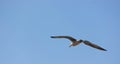 Seagull (Gull), Adriatic Sea Royalty Free Stock Photo