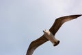 Seagull (Gull), Adriatic Sea Royalty Free Stock Photo