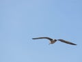 Seagull (Gull), Adriatic Sea Royalty Free Stock Photo