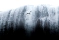 Seagull (Larinae) flying in front of Skogafoss waterfall in Skogar, Iceland Royalty Free Stock Photo