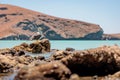 Seagull (Larinae) resting on a rock in the middle of an ocean with a rocky hill in the background Royalty Free Stock Photo