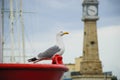 Seagull on a yacht of Barcelona.