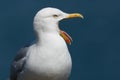 Seagull yawning