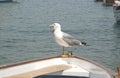 Seagull yawning Royalty Free Stock Photo