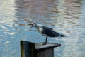 A Seagull is yelling unhappily by the lake Royalty Free Stock Photo