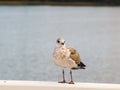 Seagull Royalty Free Stock Photo