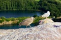 A seagull and a young seagull on a rock Royalty Free Stock Photo