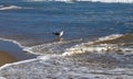 Seagull at Zuma Beach