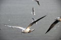 Seagulls Royalty Free Stock Photo