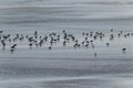 Flock Seagulls foraging of food on the beach Royalty Free Stock Photo