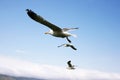Seagulls Royalty Free Stock Photo