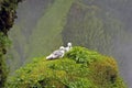 Seagulls Royalty Free Stock Photo