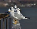 Seagulls Royalty Free Stock Photo