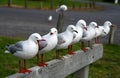 Seagulls Royalty Free Stock Photo