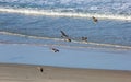 Seagulls Above the Waves in Daytona Beach Royalty Free Stock Photo