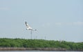 Seagulls in action flying on the blue sky.