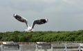 Seagulls in action flying on the blue sky.