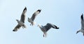 Seagulls in action flying on the blue sky.