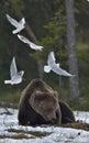 Seagulls and Adult male of Brown Bear Ursus arctos