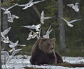 Seagulls and Adult male of Brown Bear (Ursus arctos)