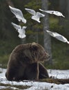 Seagulls and Adult male of Brown Bear