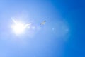 Seagulls against the blue sky with a brilliant sun. Royalty Free Stock Photo