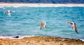 Seagulls in the air against sparkling blue sea Royalty Free Stock Photo