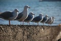 Seagulls in line at Akaroa, New Zealand