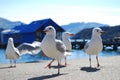 Seagulls at Akaroa,new zealand Royalty Free Stock Photo