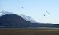 Seagulls on an Alaskan beach