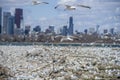 Seagulls Royalty Free Stock Photo