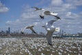 Seagulls Royalty Free Stock Photo