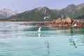 Seagulls soar and rest on an islet in Lofoten\'s turquoise waters, mountains veiled by mist