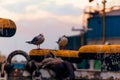 Seagulls at the aquatory of the port of Klaipeda at sunset, Lithuania Royalty Free Stock Photo