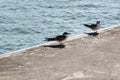 Seagulls ashore Royalty Free Stock Photo