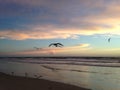 Seagulls on Atlantic Ocean Beach during Dawn. Royalty Free Stock Photo