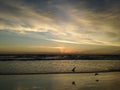 Seagulls on Atlantic Ocean Beach during Dawn. Royalty Free Stock Photo