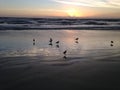 Seagulls on Atlantic Ocean Beach during Dawn. Royalty Free Stock Photo