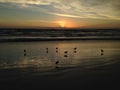 Seagulls on Atlantic Ocean Beach during Dawn. Royalty Free Stock Photo