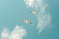 Seagulls on a background of blue sky and white clouds. Royalty Free Stock Photo