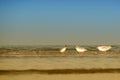 Seagulls on the background of the sea and summer beach. Birds stand in the water, blue sky and evening calm. Quiet waves lapping